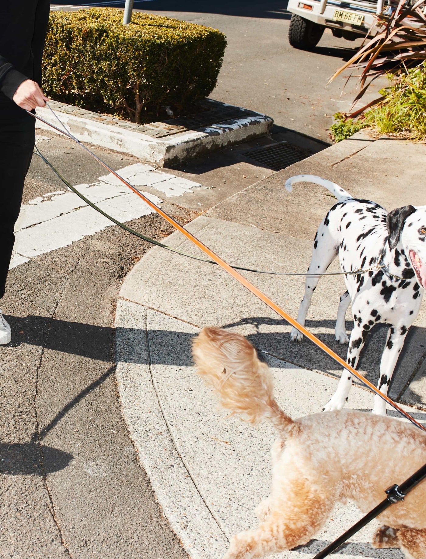 Leather Dog Lead/Leash in Avocado Green - Size Small by The Horse